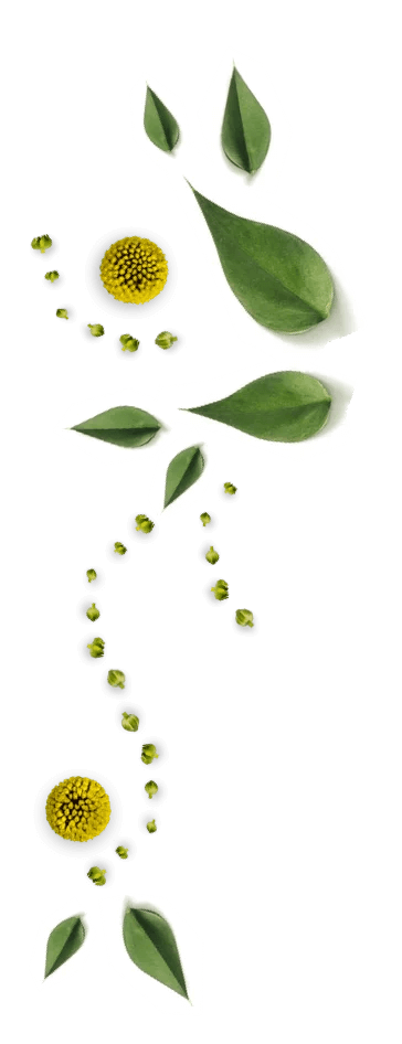 Decorative chamomile floral