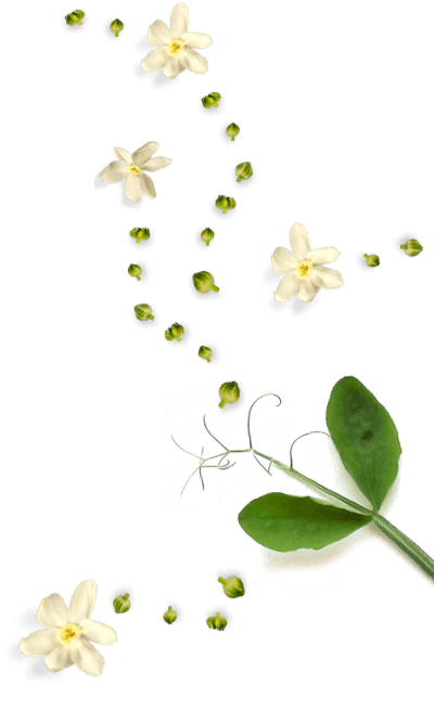 Decorative chamomile floral